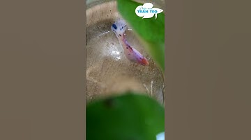 VÌ SAO CÁ MÁI BETTA TỰ ÉP ĐẺ - TRỨNG CÓ NỞ HAY KG #betta #cabetta #bettafish #guppy