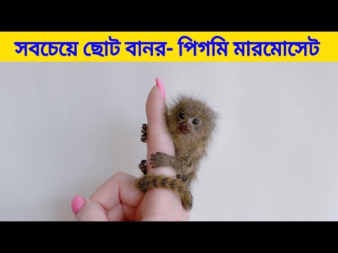 ভিডিও: পিগমি মারমোসেট - সবচেয়ে ছোট প্রাইমেট