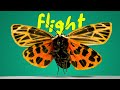 Moths &amp; Beetles in Flight! 6k fps