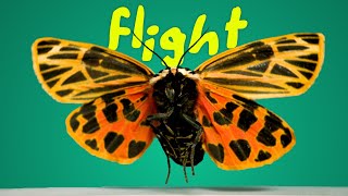 Moths & Beetles in Flight! 6k fps