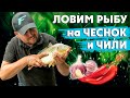 Карп на чеснок и перец чили! Рыбалка на фидер. Варим ликвид в домашних условиях?!