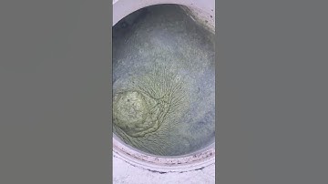 Algae Pool Part 2 🦠 Pool Chemicals / System #onlypools #op #entrepreneur #backyard #pool #algae