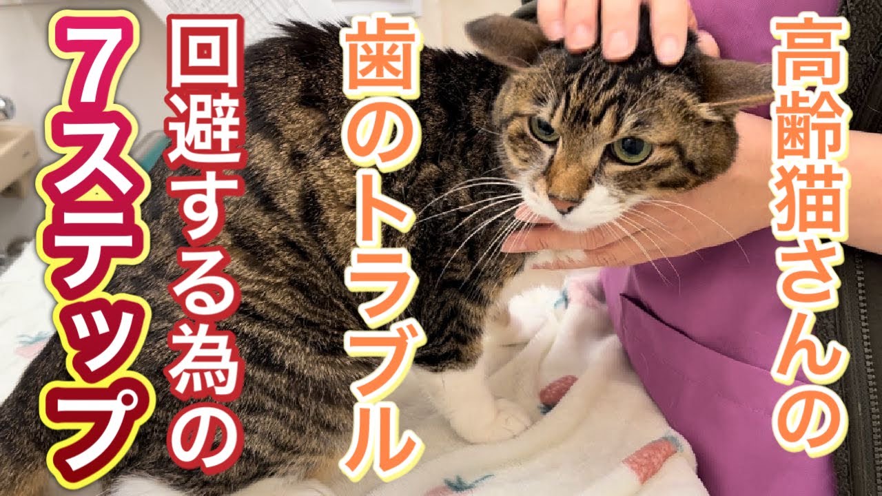 歯のトラブル回避するための７ステップ【猫の外歯瘻完治までの経過】