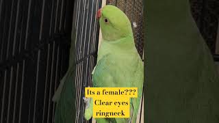 Download Lagu Male or Female ringneck??? #pets #ringneckparrot #ringneck #cockatiel #bird #parrot #greenparrot MP3 Download Lagu Male or Female ringneck??? #pets #ringneckparrot #ringneck #cockatiel #bird #parrot #greenparrot MP3