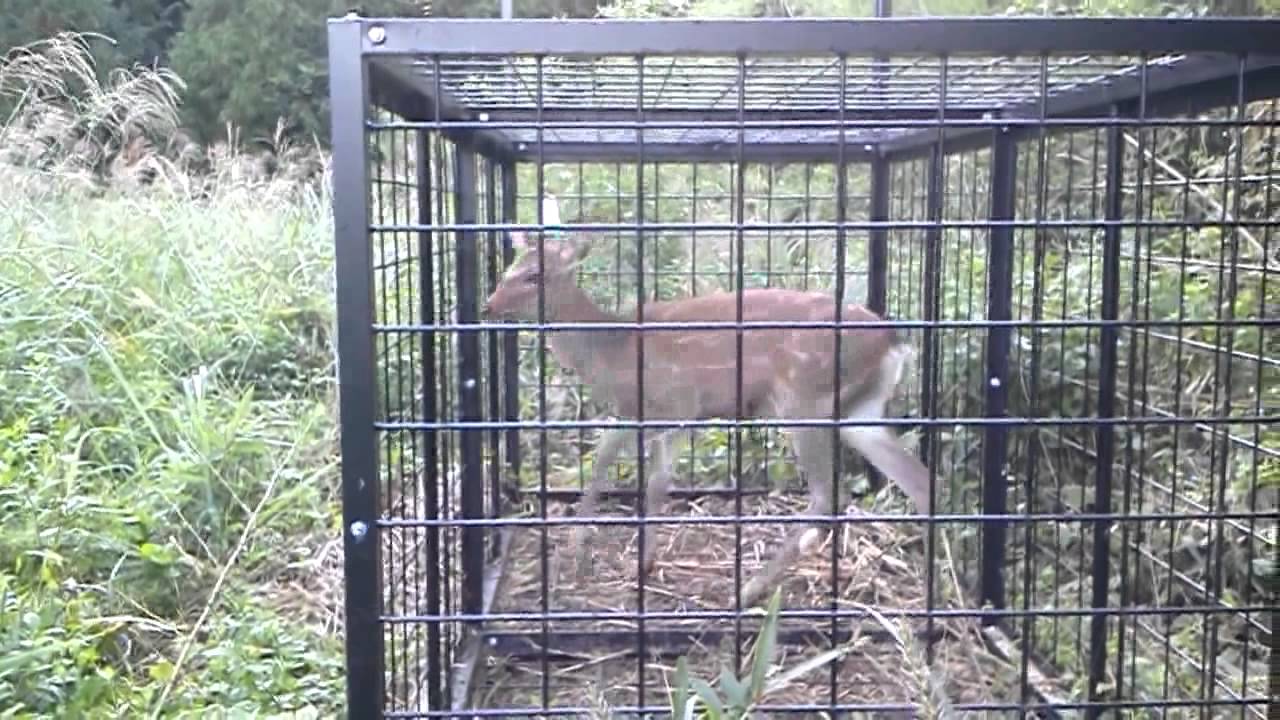 ニホンジカ　捕獲　有害鳥獣駆除　箱わな　檻　猪　2011.09.27