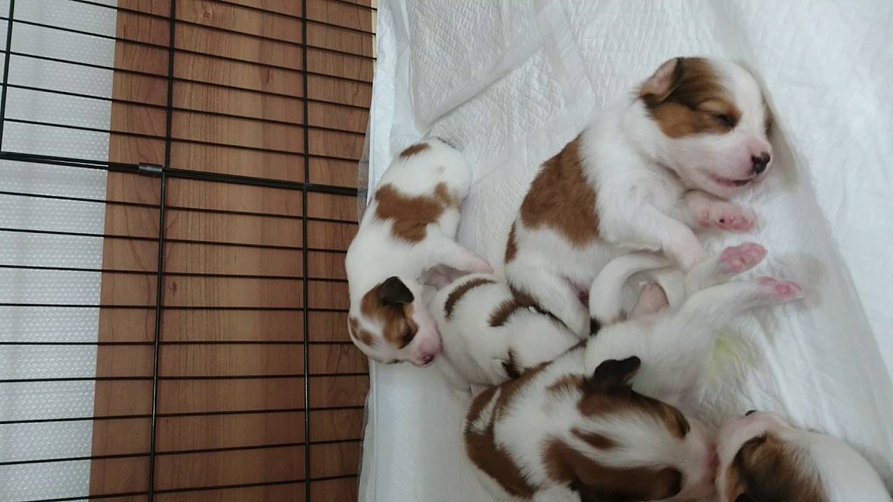 コイケルホンディエ 子犬 Ⅱ アートワングレイス YouTube