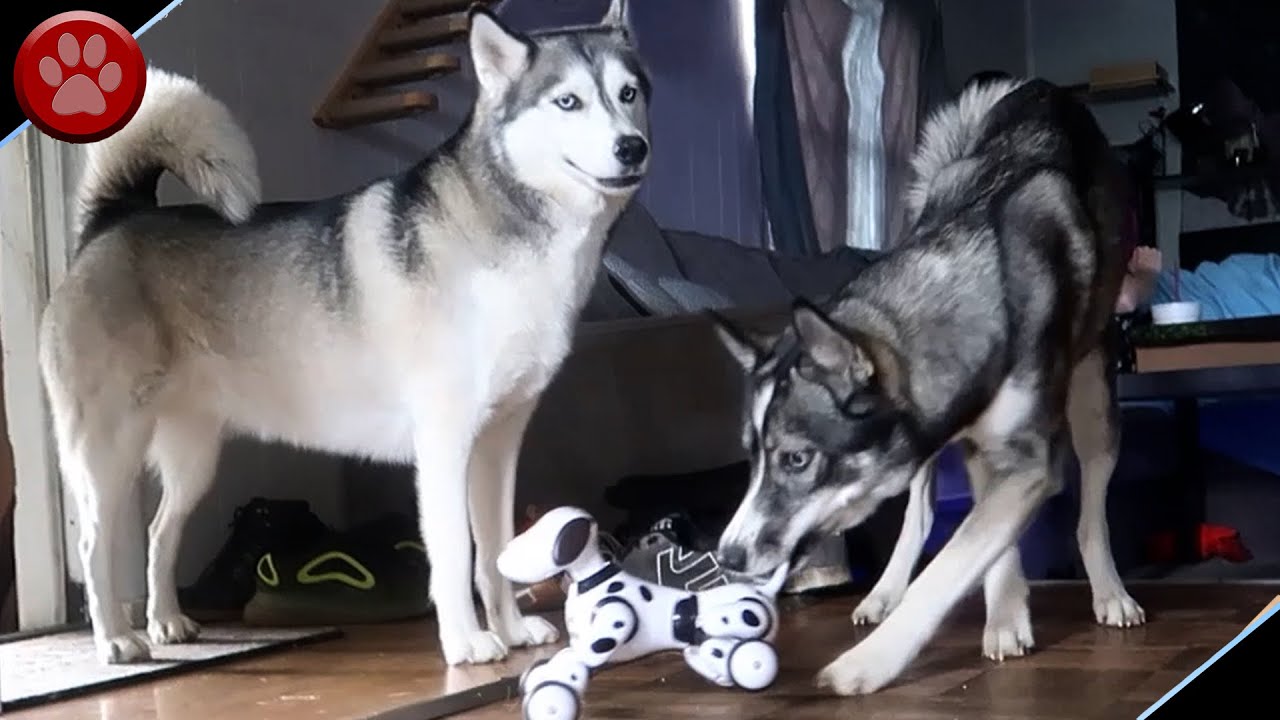 HUSKIES VS ROBOT DOG TOY! YouTube
