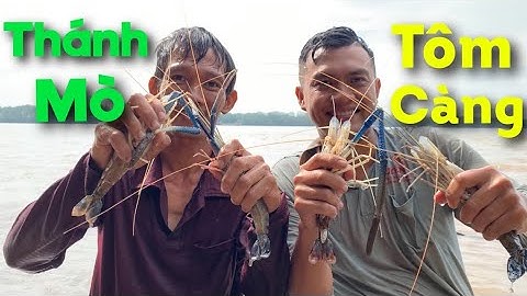 Cao Thủ Mò Tôm Càng Xanh Bắt Con Nào Con Nấy Bự Như TÔM HÙM Về Nấu Đặc Sản Số 1 Sóc Trăng | #89