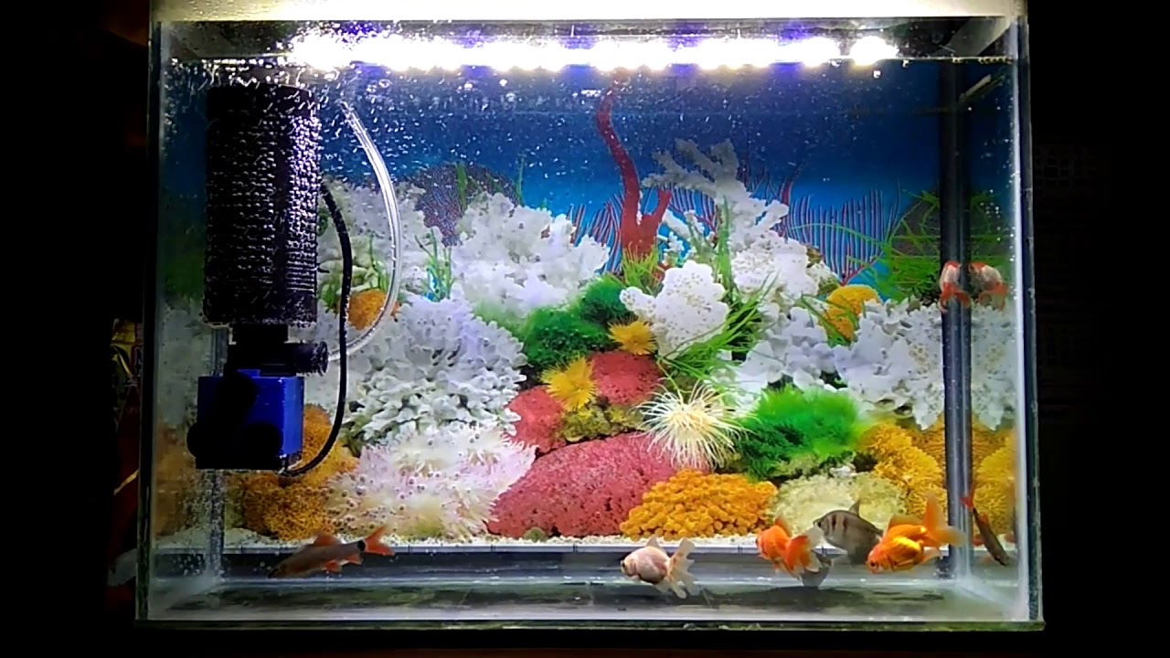 Aquarium Minimalis. - YouTube