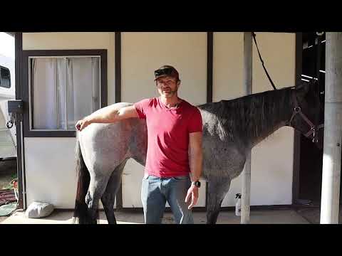 Mastering Horse Handling: Essential Tips for Safe Movement in Cross Ties