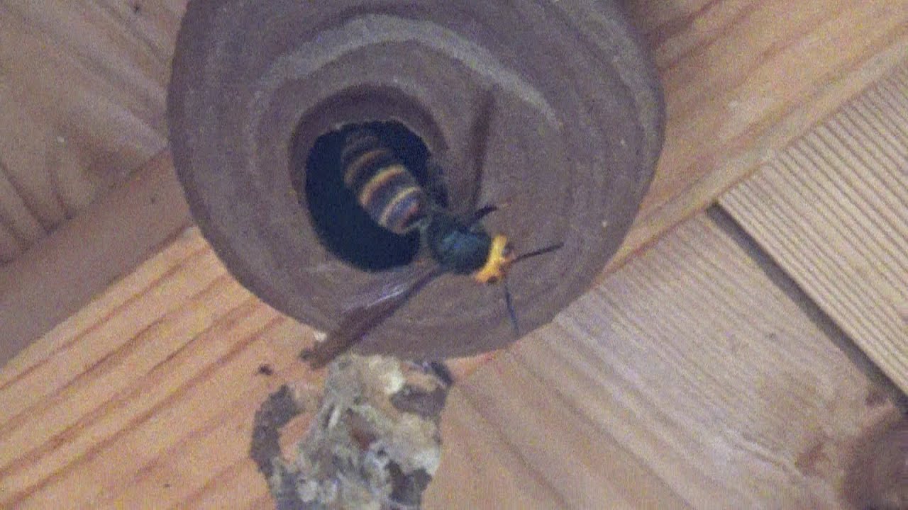 Wasp and hornet extermination in Koriyama City - There's a beehive