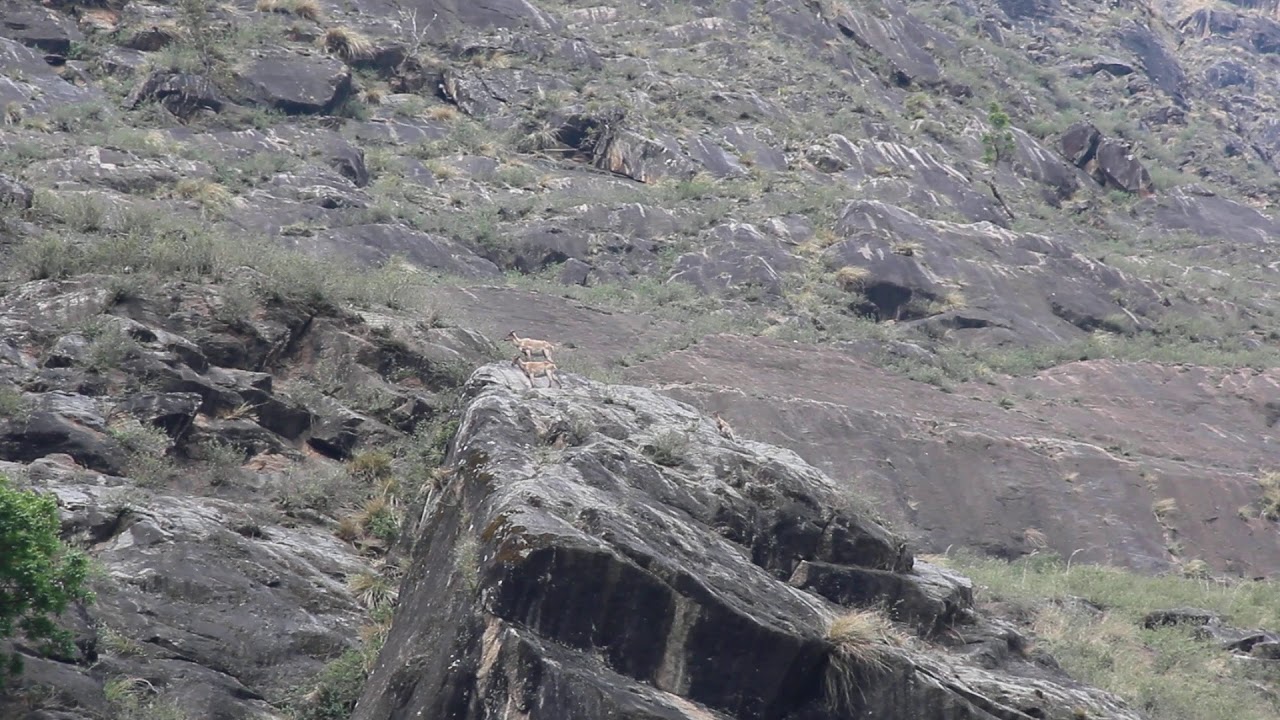 wildlife Joshimath, www.himalayansnowrunner.com