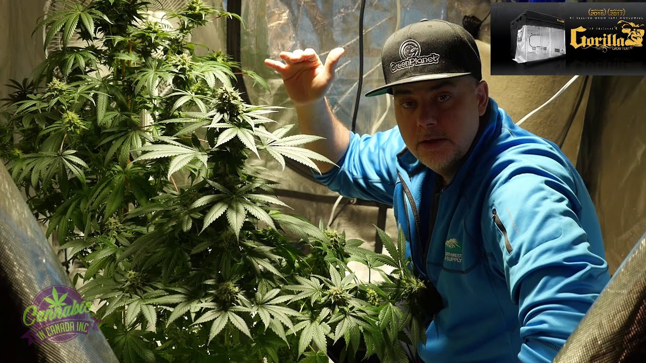 Part one Growing ta ten cents a gram