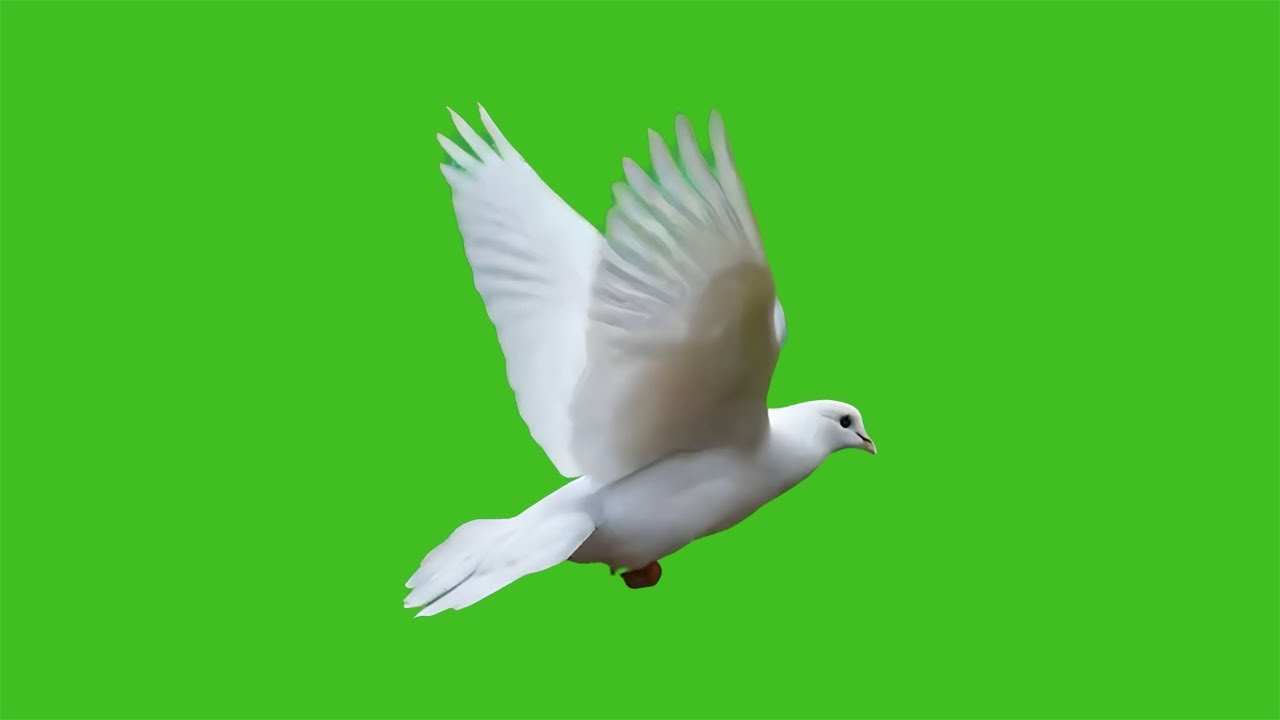 4K White Dove Flying Effects Green Screen Video