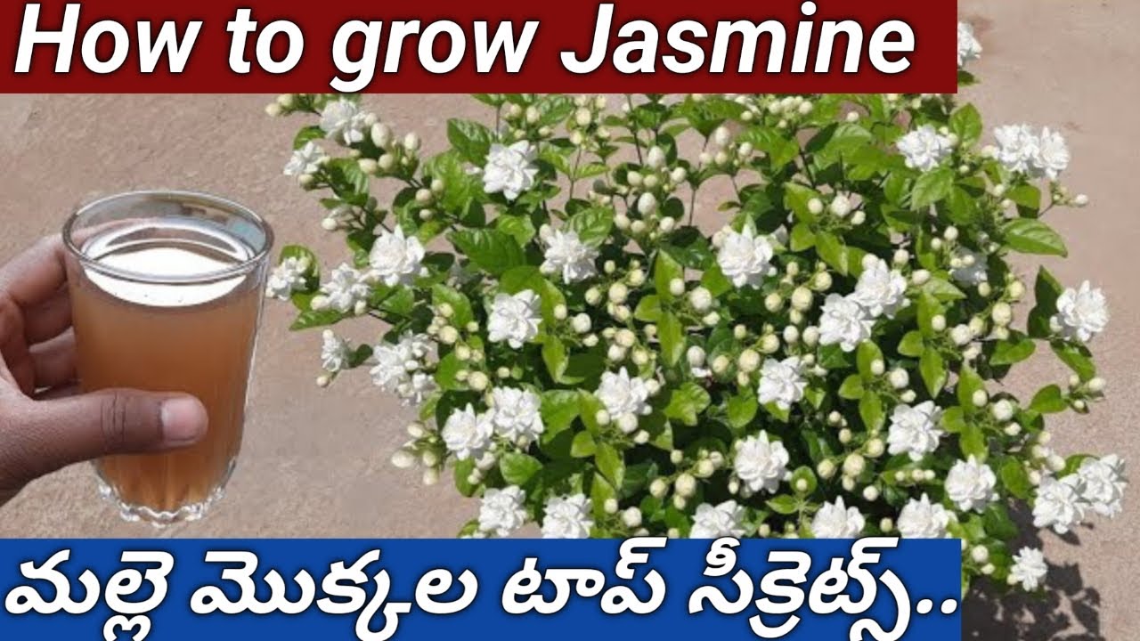 ఇలా మల్లె చెట్టు నాటి చూడండి ..వద్దన్నా గుత్తులు గుత్తులుగా పూలు పూస్తాయి#how to grow Jasmine#mogra