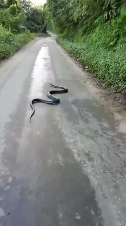 OMG 😱😱, Snake on road 🔥🔥, #Snacks #SHORTS