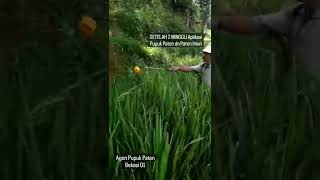 Sangat Mengagumkan Bru Pakai 1 X Hasilnya Sngat Memuaskan