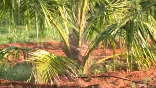 Coconut Cultivation