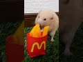 は～いポテト出し入れしますよ～【懐きすぎハムスター】ハムスター可愛い癒し #shorts