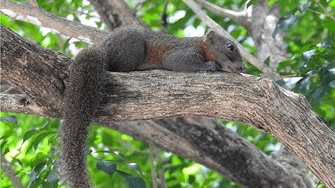Tiếng sóc dạ đỏ gội bầy | Red bellied squirrel Tiếng sóc bông bụng đỏ gọi bầy|Suab nag hooj twm