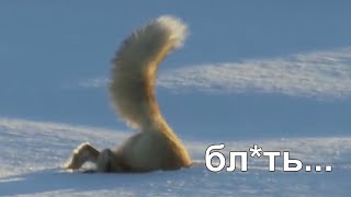 лиса ебанулась и прыгнула в снег
