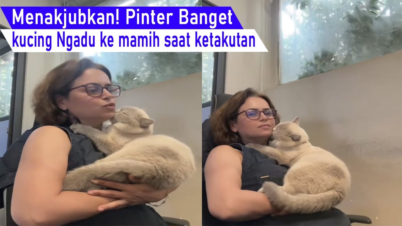Di Luar Nalar! bisa bisanya kucing Nangis sambil Ngadu ke Ibu saat Merasa takut/Video kompilasi Lucu