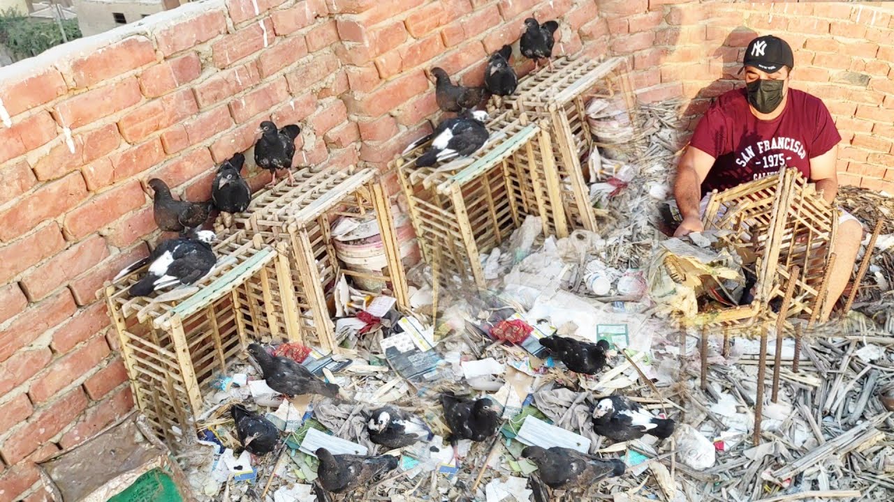 رايح اجيب القفص من الزبالة وألم الزبالة اتصدمت من كمية الحمام اللي جمعتها من هناك 😧😧