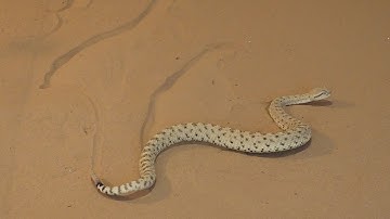 Snake bots conquer sandy slopes | Science News