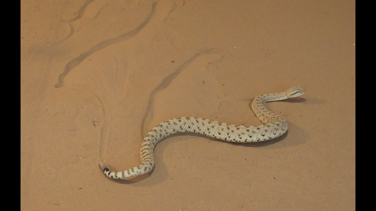 Snake bots conquer sandy slopes | Science News