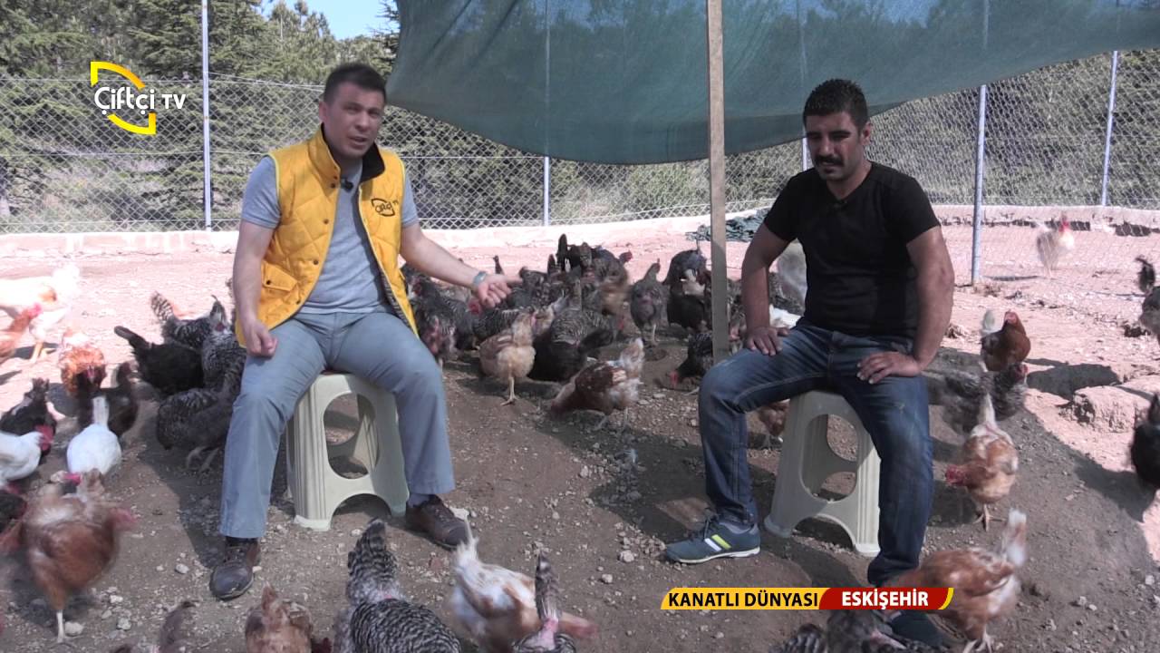 Kanatlı Dünyası Salma Tavukçuluk