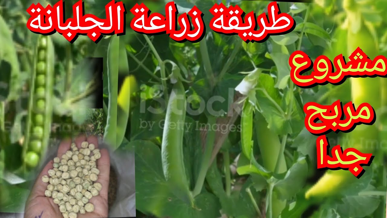 مشروع فلاحي جد مربح وغير مكلف زراعة (الجلبانة)او البازلاء