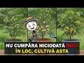 Cultivă acești 7 pomi de nuci într-un ghiveci și nu mai cheltui niciun dolar pe nuci