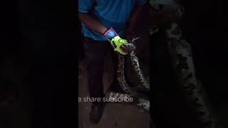 Indian Rock Python Snake Rescue #Shorts Wealth
