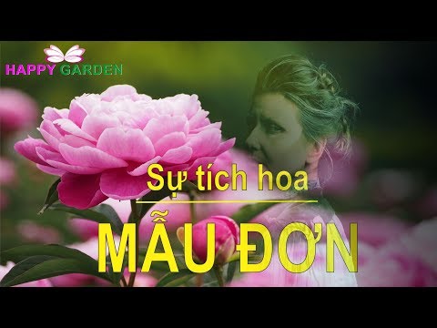 Hình Nền Điện Thoại Hoa Mẫu Đơn - Sự tích hoa mẫu đơn - Happy Garden