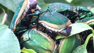 Fig Beetles Mating Season