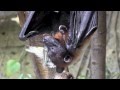 コウモリVS蝶〜長崎バイオパーク