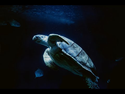 Видео: Как да се грижим за червеноуха костенурка