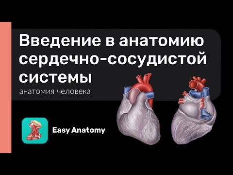 Введение в анатомию сердечно-сосудистой системы