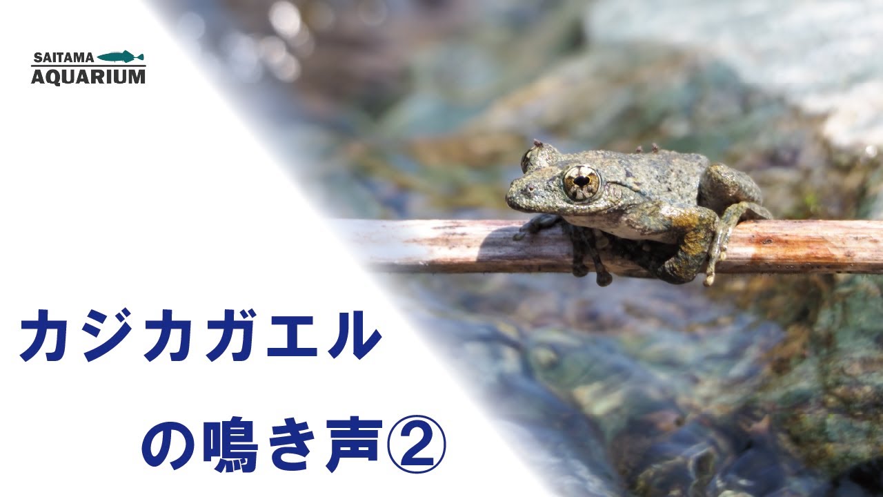 カジカガエルの鳴き声② - YouTube