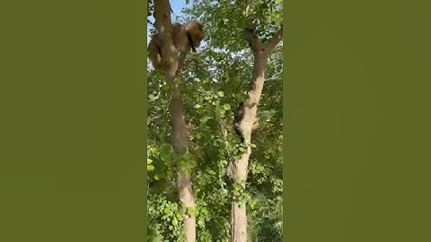 monkey with black cobra climb on 🌲 tree #snake #shortfeed #shortvideo #shorts