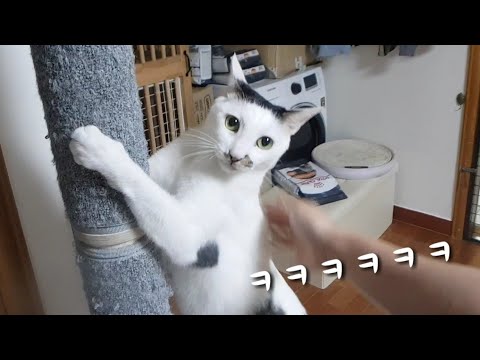 다묘가정 일상 일기 #14 | 어설프다 이놈아ㅋ |
