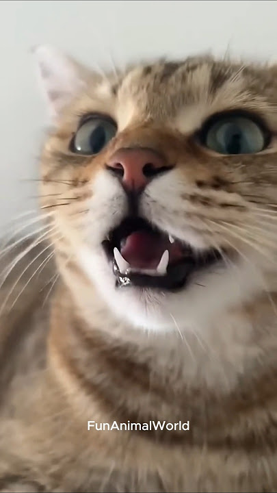 100% Instant Mood Boost - Just Press Play 😻▶️