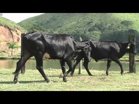 LOTE 35   FAZENDA ORIENTE