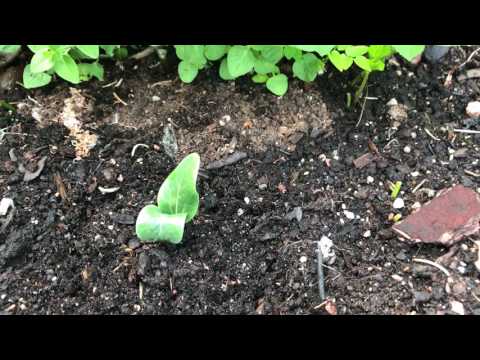 Video: Buskar för trädgårdar i zon 7: Lär dig om att odla buskar i trädgårdar i zon 7