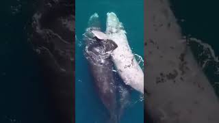 Jessica soho. Giant blue whale captured the best natural video 4k viral short.