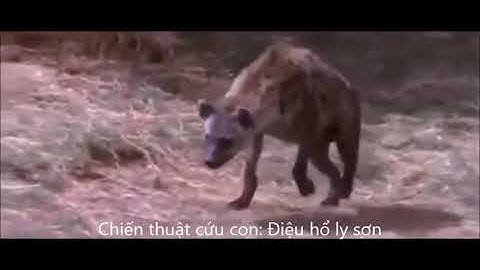 Cảm động với tình mẫu tử thiêng liêng của động vật