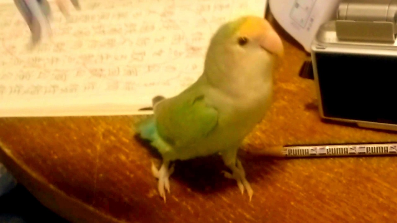 コザクラインコはおしゃべりできる 特徴や得意なことを紹介します コザクラインコはおしゃべりできる 特徴や得意なことを紹介します