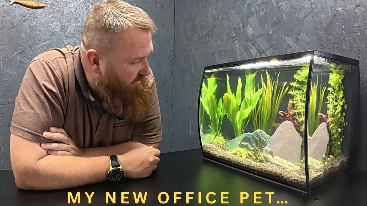 The Ultimate Aquarium Desk Setup (Thanks FlexiSpot!)