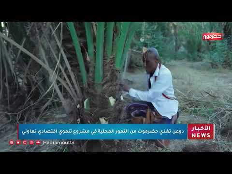 دوعن تغذي حضرموت من التمور المحلية في مشروع تنموي إقتصادي تعاوني