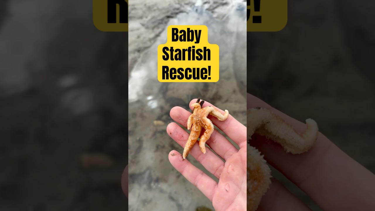 Rescuing Adorable Baby Starfish! 